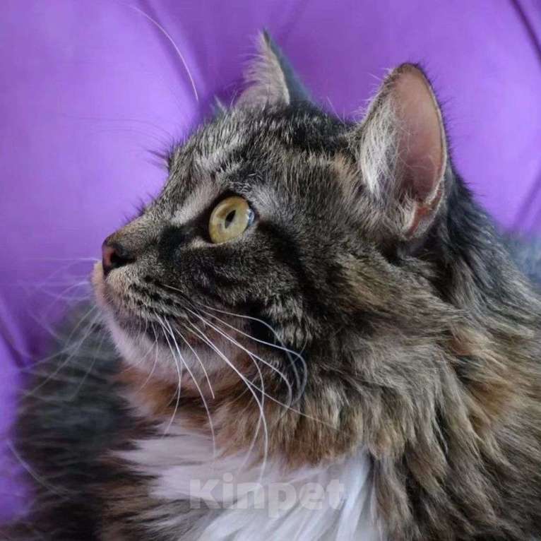 Кошки в Москве: Больше года Рыся томится на передержке без единого отклика  Девочка, Бесплатно - фото 2