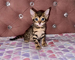 Кошки в Уфе: Бенгальские чистокровные котята Девочка, 15 000 руб. - фото 5