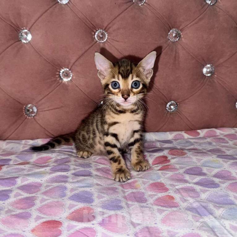 Кошки в Уфе: Бенгальские чистокровные котята Девочка, 15 000 руб. - фото 5