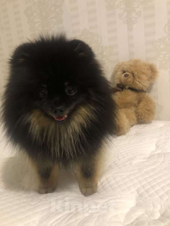 Собаки в Москве: Шпиц Даня мини срочно Мальчик, 25 000 руб. - фото 4