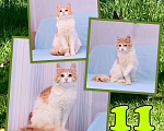 Кошки в Москве: Кошка Катя ищет дом  Девочка, Бесплатно - фото 1
