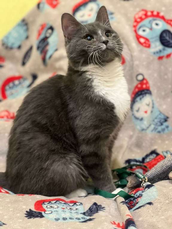 Кошки в Санкт-Петербурге: Котенок Дымок 6 месяцев Мальчик, Бесплатно - фото 2