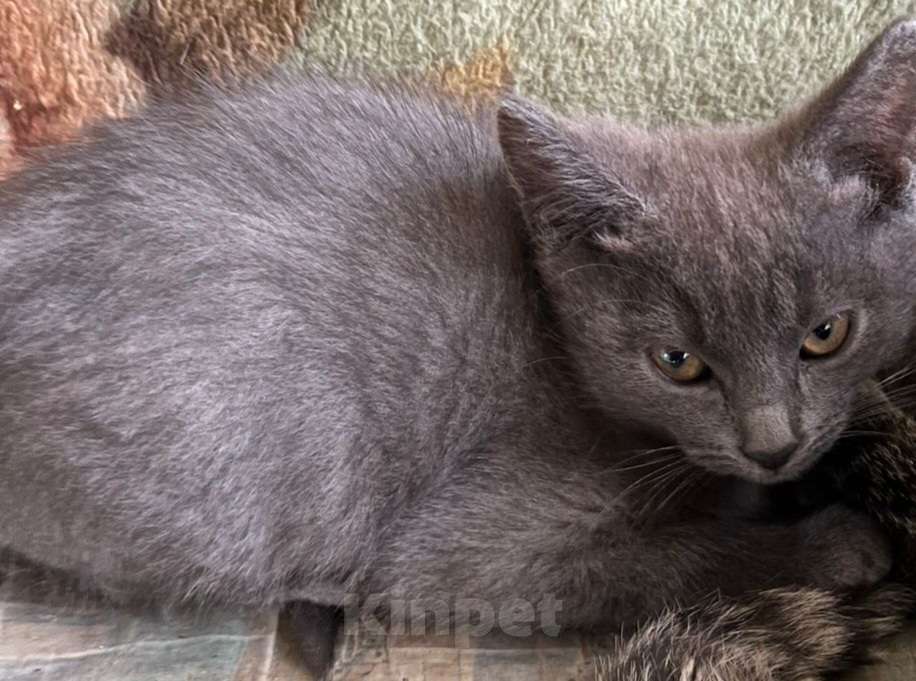 Кошки в Москве: Милые котята Девочка, Бесплатно - фото 3