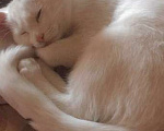 Кошки в Рязани: Потерялась кошка Девочка, Бесплатно - фото 2