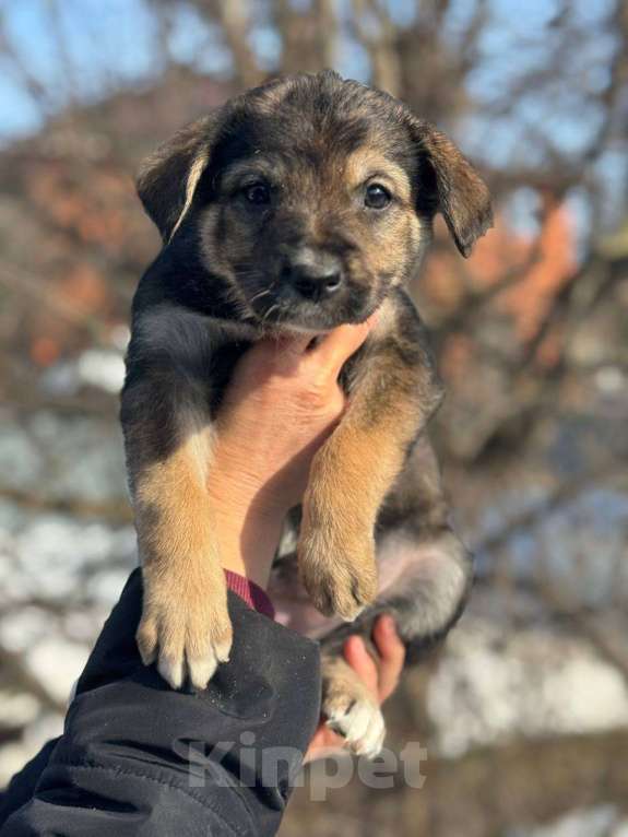 Собаки в Королеве: Щенки метисы овчарки Девочка, Бесплатно - фото 8