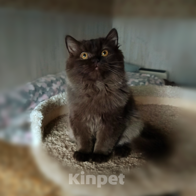 Кошки в Санкт-Петербурге: Британский мальчик . Мальчик, 25 000 руб. - фото 1