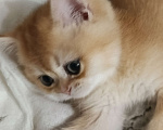 Кошки в Ростове-на-Дону: Британский золотой котенок Мальчик, 23 000 руб. - фото 2