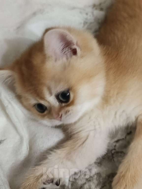 Кошки в Ростове-на-Дону: Британский золотой котенок Мальчик, 23 000 руб. - фото 2