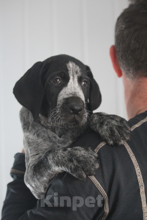 Собаки в Таганроге: Щенки Дратхаара Мальчик, Бесплатно - фото 2