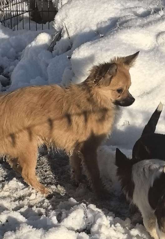 Собаки в Москве: Той терьерчик стандарт дш Мальчик, 1 000 руб. - фото 2