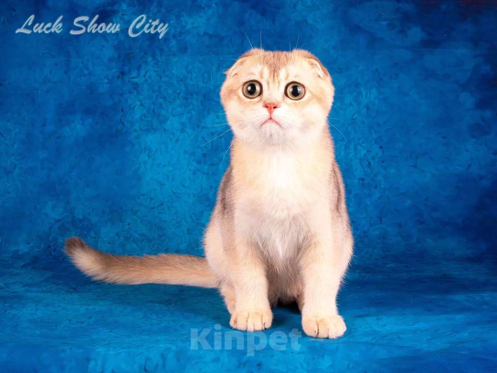 Кошки в Санкт-Петербурге: Скоттиш-фолд котик голубое золото Мальчик, 50 000 руб. - фото 6