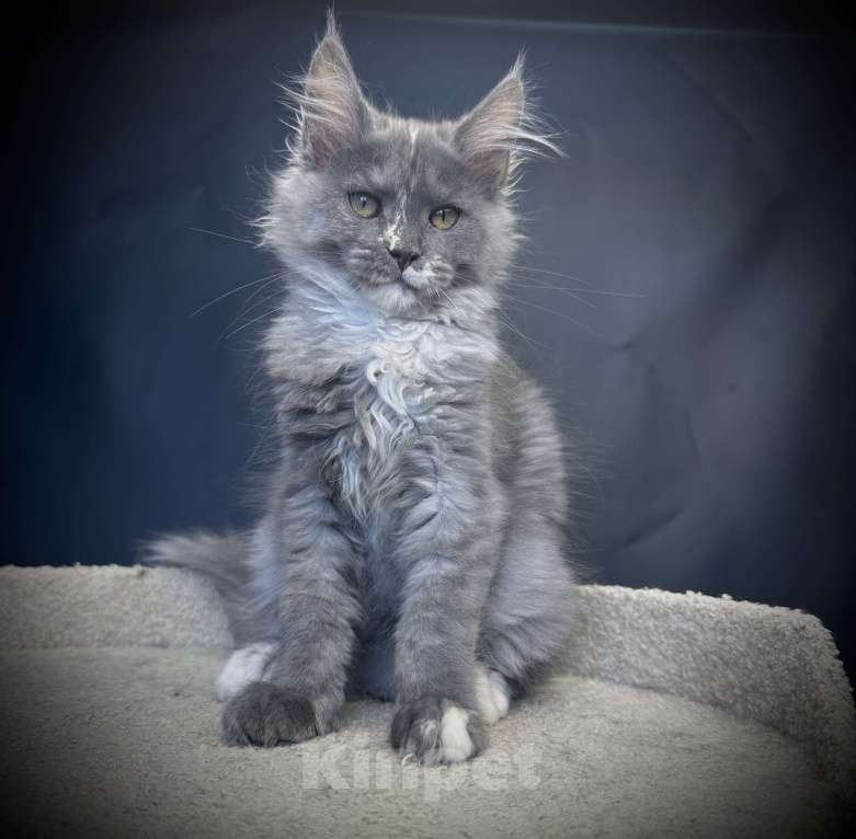 Кошки в Москве: Котенок мейн-кун Девочка, 30 000 руб. - фото 1