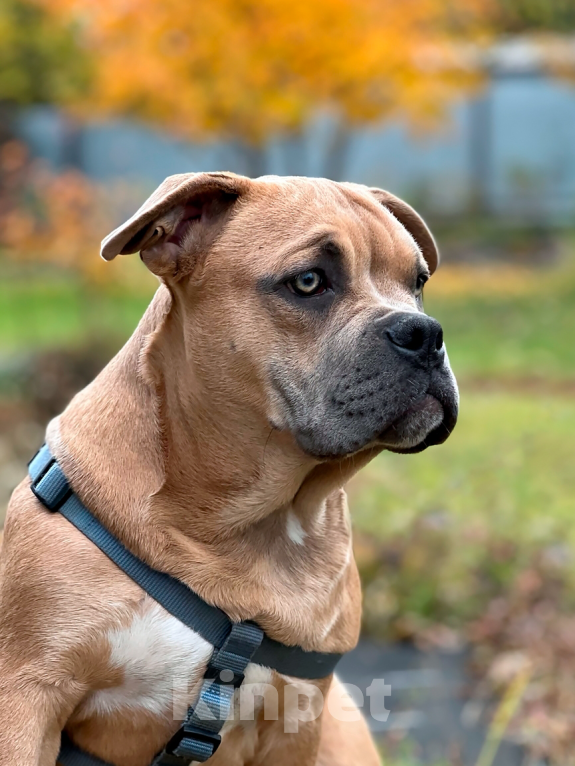 Собаки в Тольятти: Американский Булли (покет) Мальчик, 50 000 руб. - фото 1