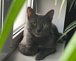 Кошки в Москве: Ириска  Девочка, Бесплатно - фото 1