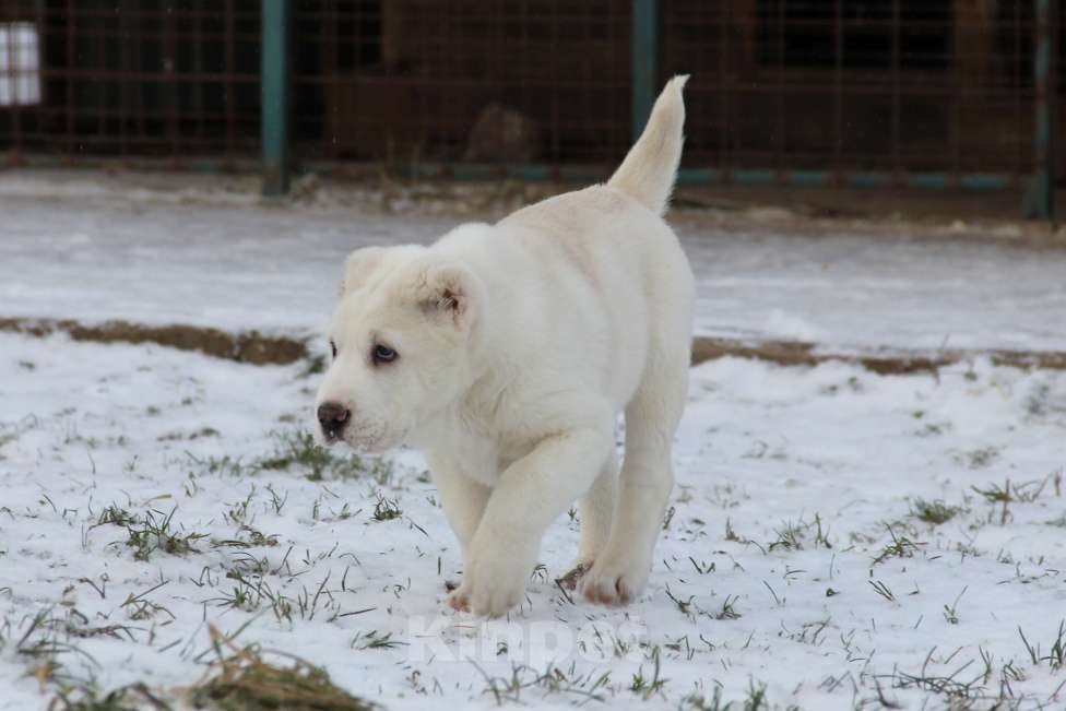Собаки в Санкт-Петербурге: ЖАКУТ  Мальчик, 60 000 руб. - фото 4