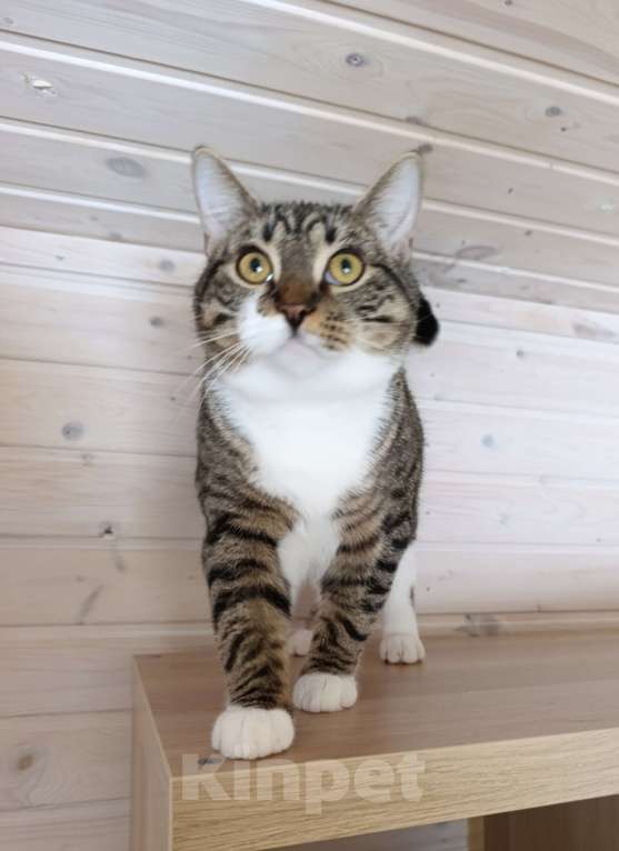 Кошки в Зеленогорске: Пончик ищет дом Мальчик, Бесплатно - фото 2