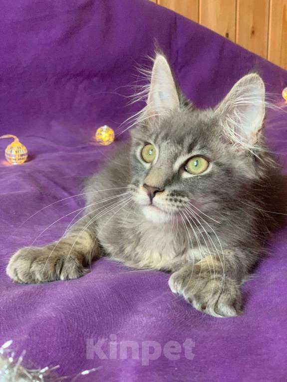 Кошки в Челябинске: КОТЕНОК МЕЙН-КУН ПОЛИДАКТ  Мальчик, Бесплатно - фото 5