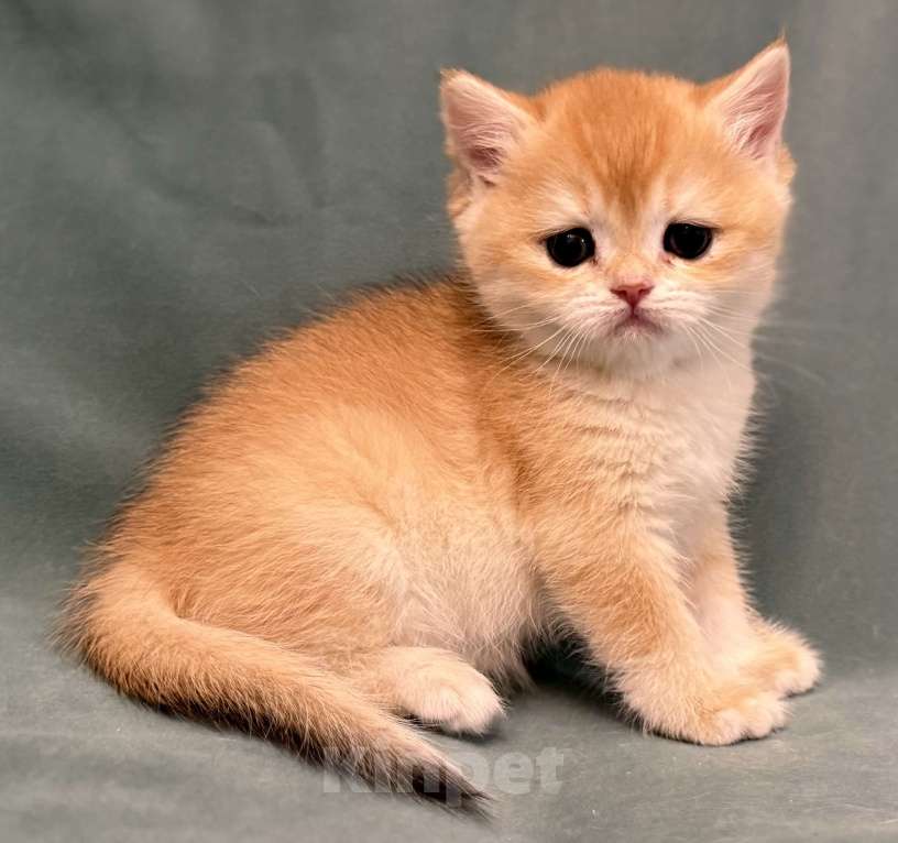 Кошки в Комсомольске-На-Амуре: Золотая шиншилла Юми Девочка, 100 000 руб. - фото 5