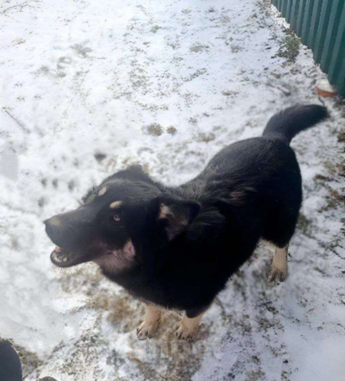 Собаки в Воскресенске: Малышка Ася ищет дом Девочка, Бесплатно - фото 2