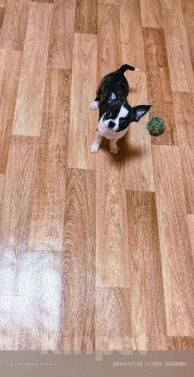 Собаки в Москве: Девочка Кобби тип Девочка, Бесплатно - фото 4