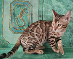 Кошки в Новопавловске: Чистопородный бенгальский котик, 27 000 руб. - фото 1
