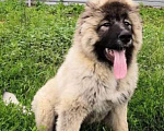 Собаки в Курске: Щенок кавказской овчарки Девочка, 20 000 руб. - фото 5