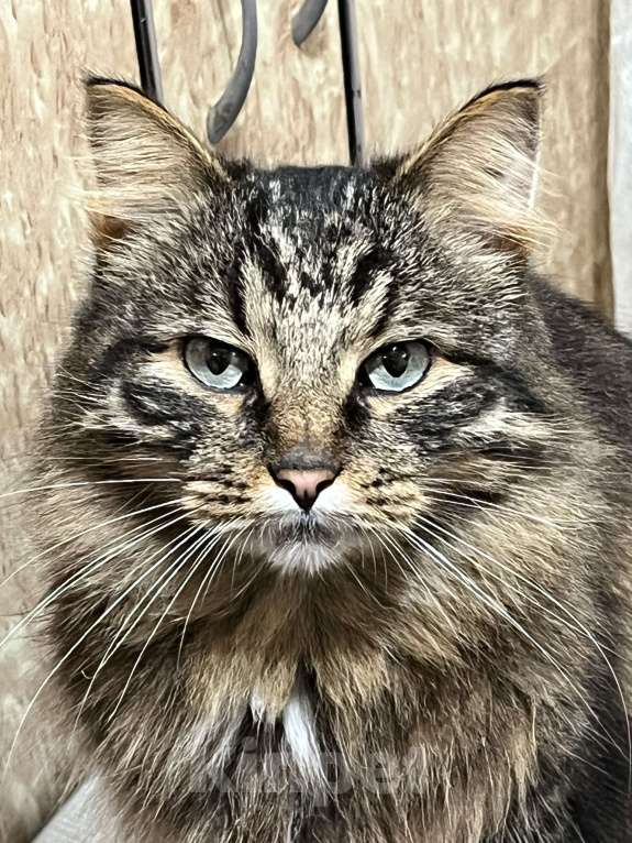 Кошки в Воскресенске: Потерялся кот по кличке Кекс Мальчик, Бесплатно - фото 6