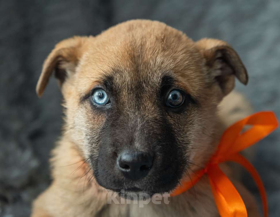 Собаки в Подольске: Маленькому Алмазу нужен дом  Мальчик, Бесплатно - фото 4