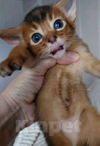 Кошки в Москве: Абиссинские котята  Мальчик, 70 000 руб. - фото 6