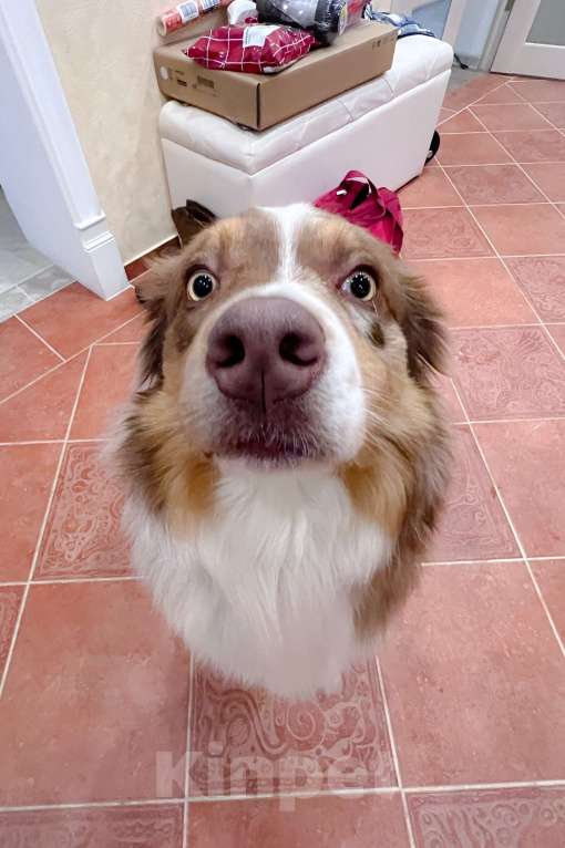 Собаки в Москве: Австралийская овчарка в добрые руки Мальчик, Бесплатно - фото 3