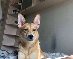 Собаки в Москве: Рыженькая собачка в добрые ручки Девочка, Бесплатно - фото 1