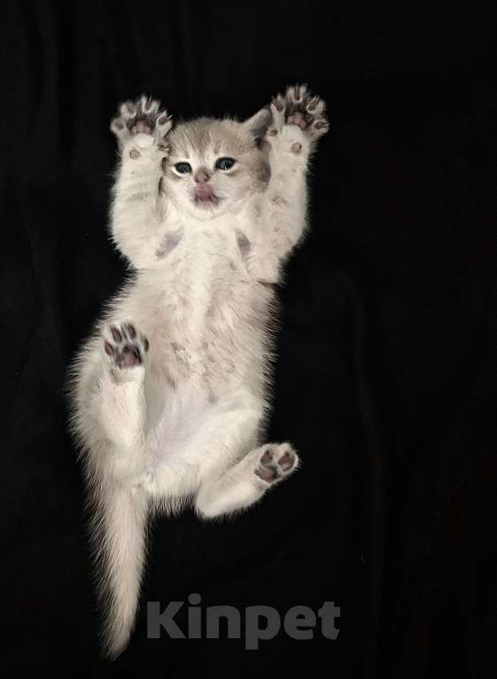 Кошки в Москве: Шотланская кошечка "голубое золото" Девочка, 37 000 руб. - фото 3