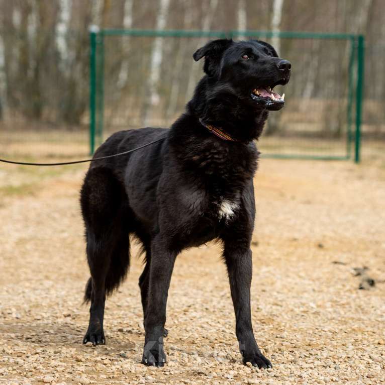 Собаки в Москве: Вальтер Мальчик, Бесплатно - фото 18