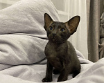 Кошки в Краснодаре: Ориентальный котенок Девочка, Бесплатно - фото 5