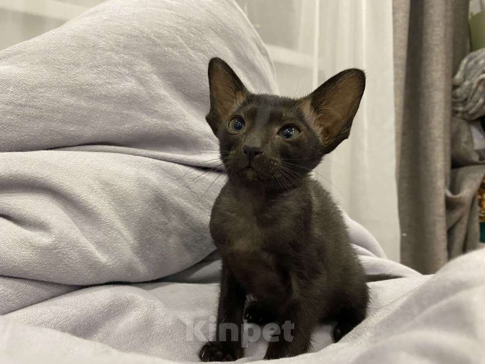 Кошки в Краснодаре: Ориентальный котенок Девочка, Бесплатно - фото 5