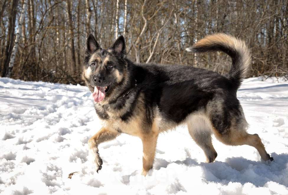 Собаки в Ногинске: Рокси попала в приют после смерти хозяина Девочка, Бесплатно - фото 10