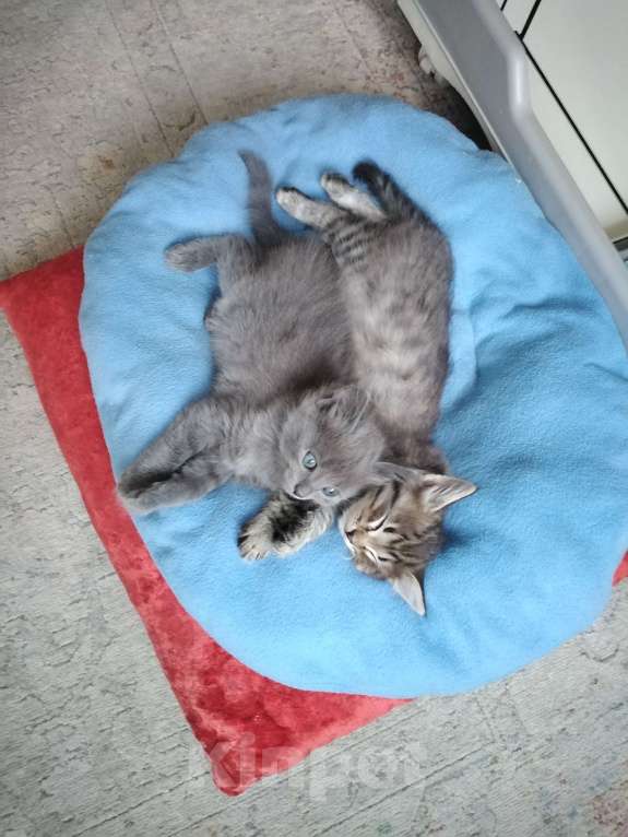 Кошки в Красноярске: Котята домашние Девочка, Бесплатно - фото 3