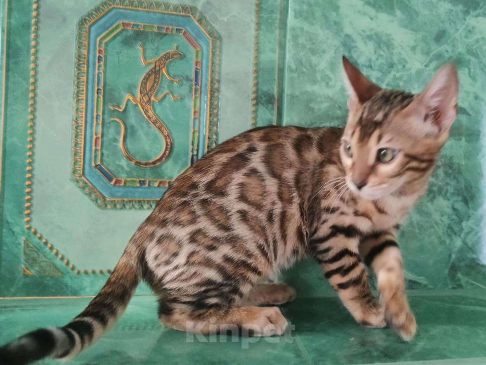 Кошки в Новопавловске: Чистопородный бенгальский котик, 27 000 руб. - фото 1