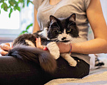 Кошки в Москве: Милан, кот - терапевт Мальчик, 100 руб. - фото 3