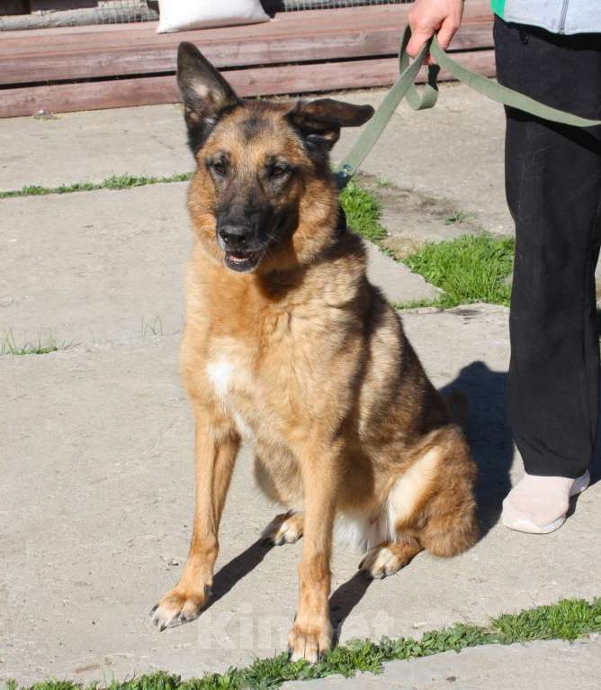 Собаки в Москве: Джульетте очень нужен дом и семья  Девочка, Бесплатно - фото 7