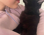 Кошки в Москве: Котенок Бумер ищет дом Мальчик, Бесплатно - фото 4