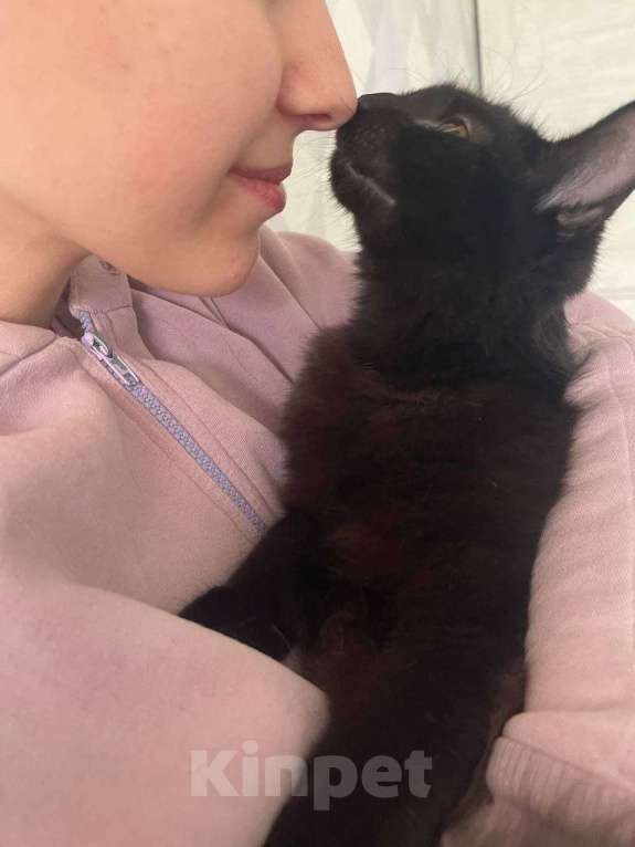 Кошки в Москве: Котенок Бумер ищет дом Мальчик, Бесплатно - фото 4
