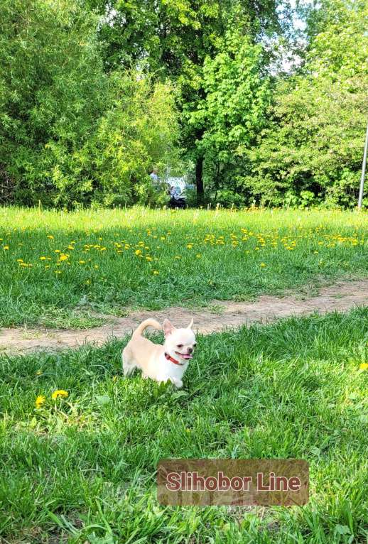 Собаки в Москве: Кобель Чихуахуа для вязки Мальчик, Бесплатно - фото 5