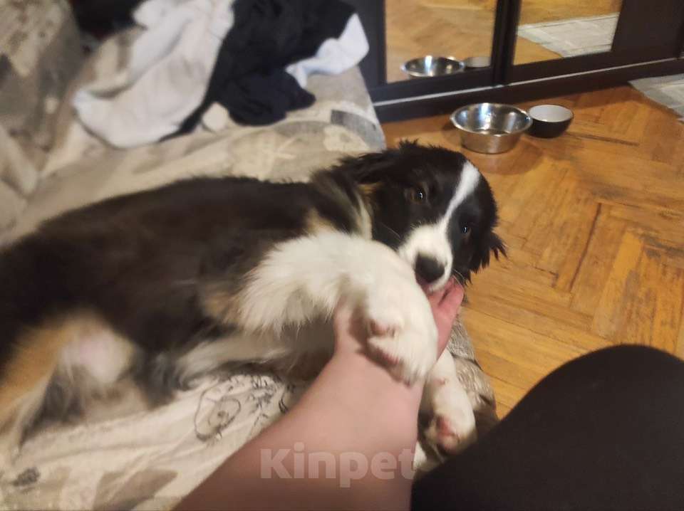 Собаки в Москве: Отдам в добрые руки Мальчик, Бесплатно - фото 2