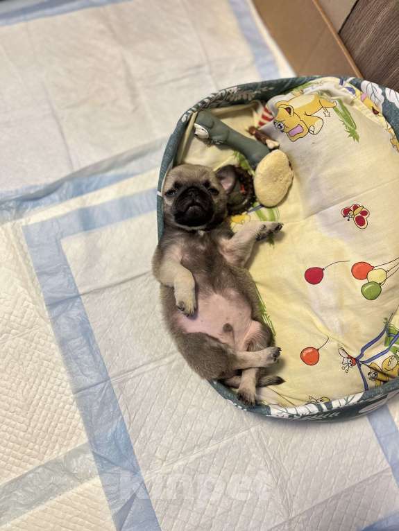 Собаки в Туле: Щенок мопса  Мальчик, 18 000 руб. - фото 5