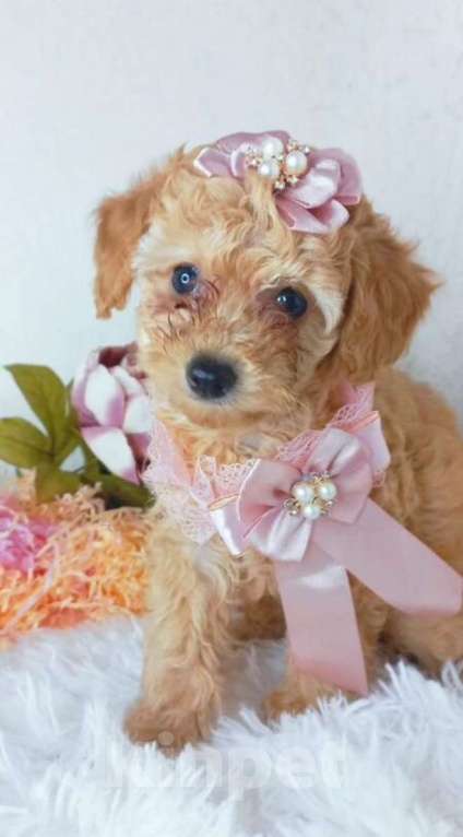 Собаки в Москве: Продам крпсавицу девочку той-пуделя Девочка, 85 000 руб. - фото 5