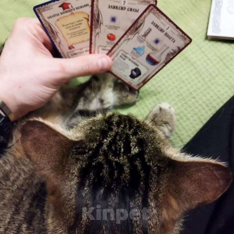 Кошки в Москве: Самая ласковая на свете кошечка Юля Девочка, Бесплатно - фото 3