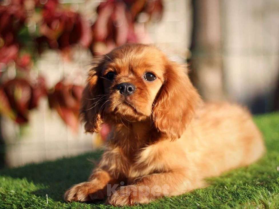 Собаки в Москве: Малыши кавалер кинг спаниель Мальчик, 75 000 руб. - фото 1