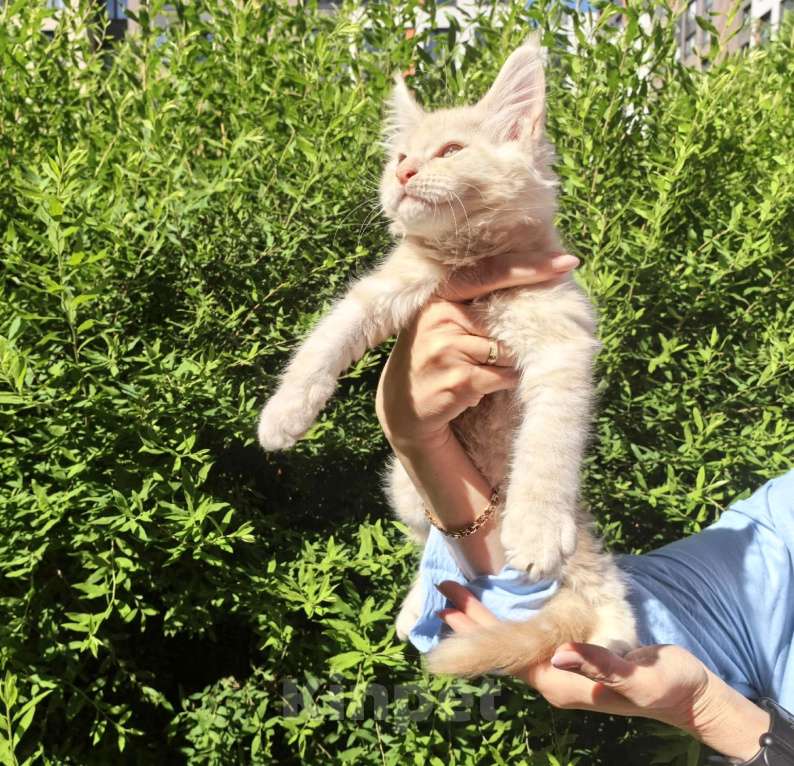 Кошки в Санкт-Петербурге: котенок Мейн кун из питомника Мальчик, 80 000 руб. - фото 2