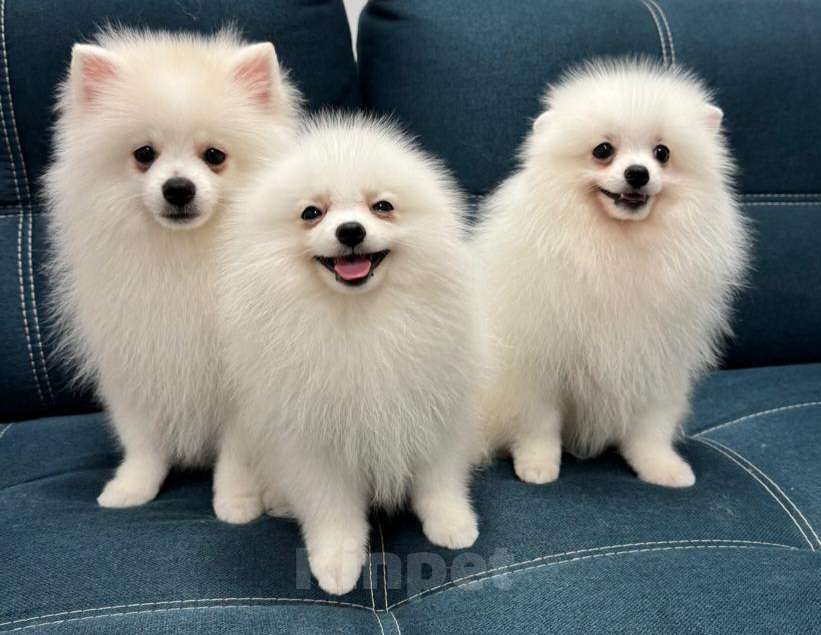 Собаки в Пензе: Щенок немецкого шпица  Мальчик, Бесплатно - фото 3